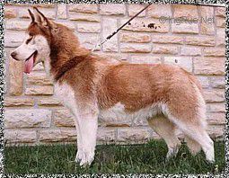 Photo of Amulett Jilka