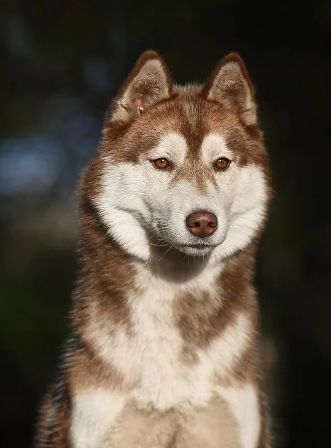 Photo of Husquisher Molly
