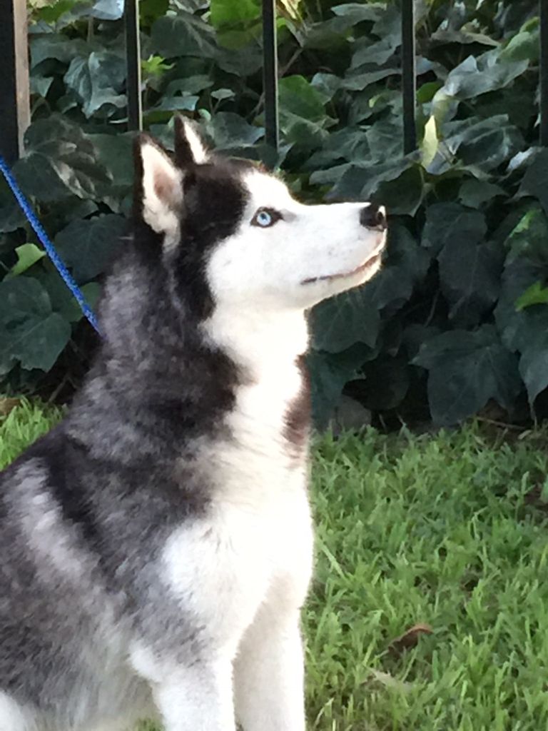 Photo of Anastasia’s Snow Born Huntress