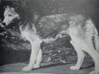 Photo of Alaskan’s Mona Of Anadyr