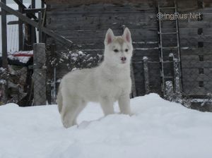 Photo of Husky Haven Never Give Up