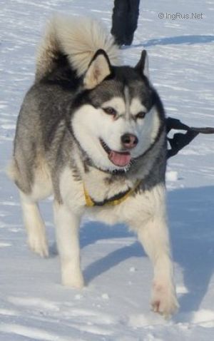 Photo of Husky Haven Whitney Houston