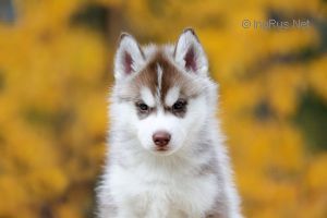 Photo of Diamond Roys Axel