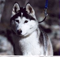 Photo of Alaskan’s Yelena of Anadyr