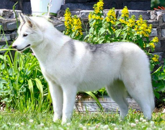 Photo of Sherakan’s Simply Irresistible
