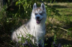 Photo of Husky Haven Ingrid Dolce Vita