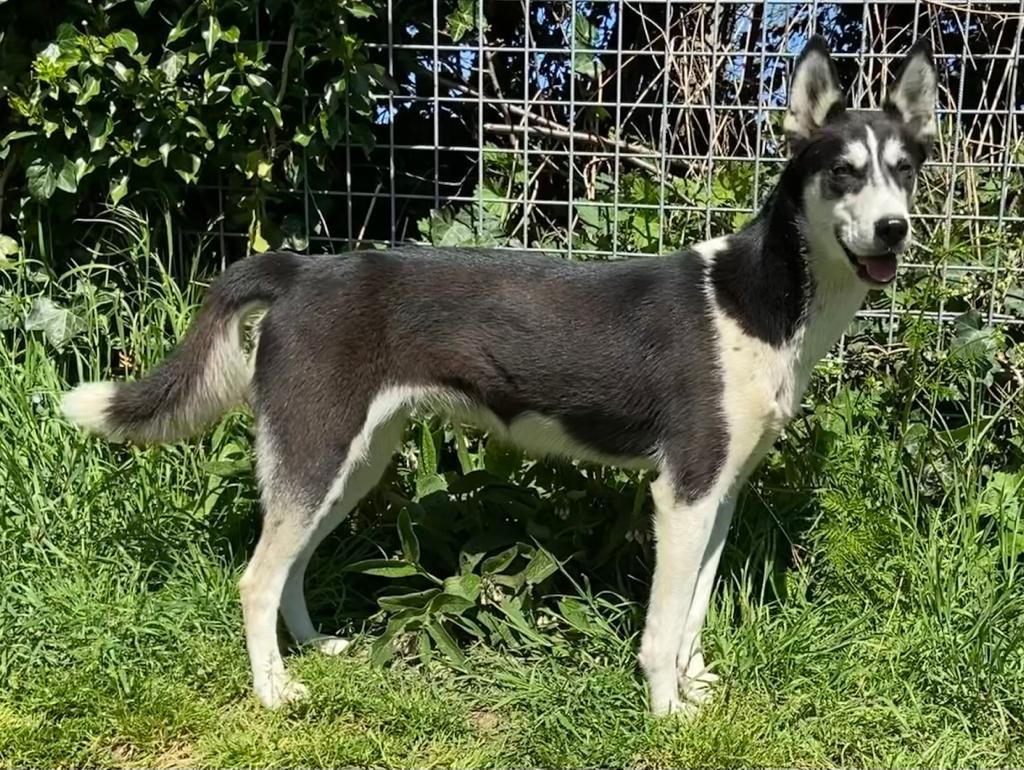 Photo of Kindness Ruby ab Canis Polaris