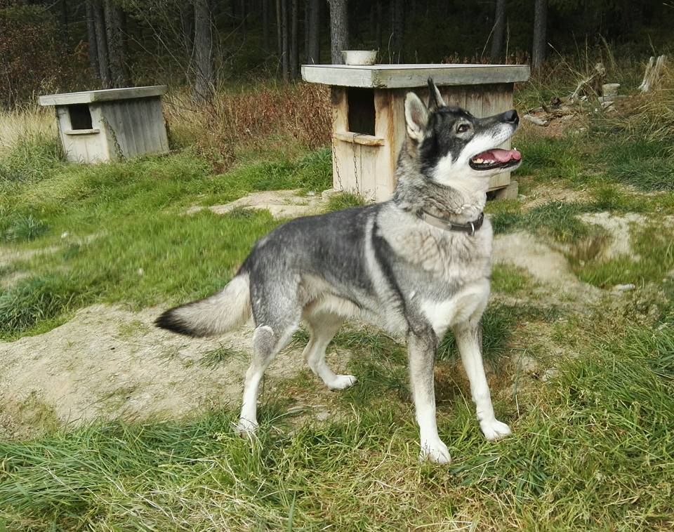 Photo of Laila