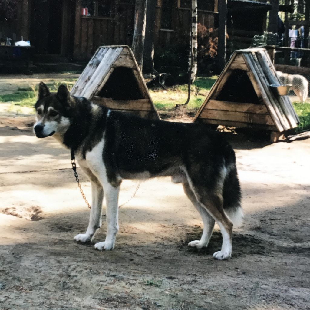 Photo of Polar Speed Solo