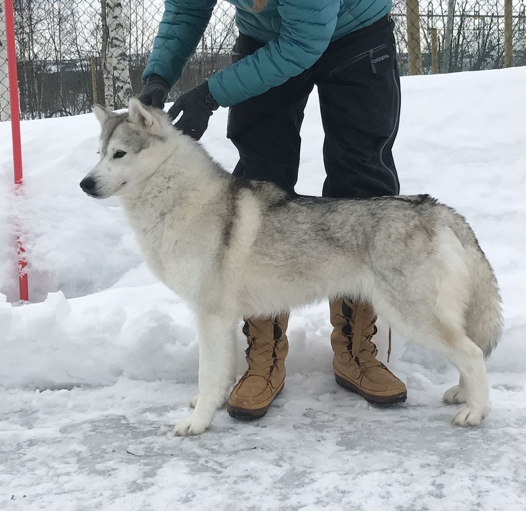 Photo of Snøfrost Sagnomsuste Dolly