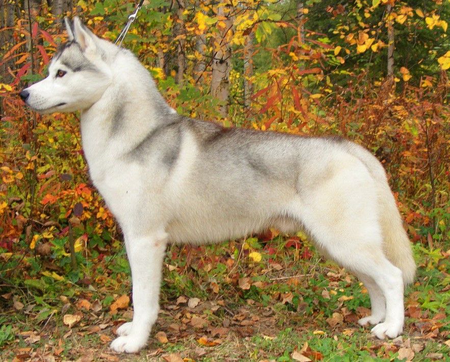Photo of Nanook’s Carved In Granite
