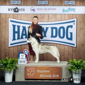 Photo of Husky Haven Nocturne In Grey