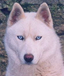 Photo of Liubov’s Turkoiz