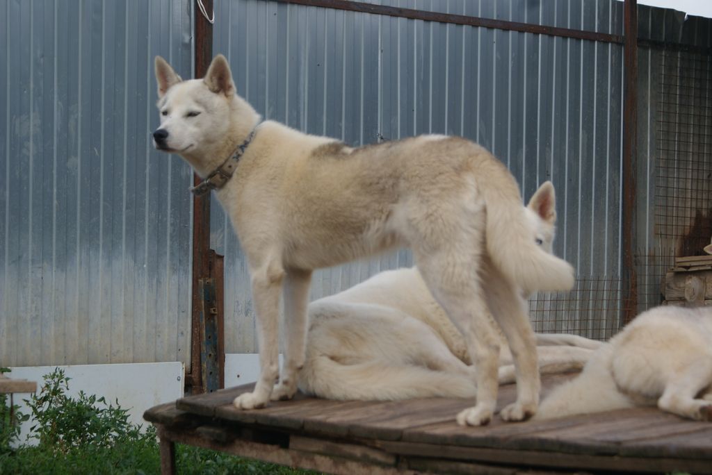 Photo of Vento Libero Istrak Vair Tazhut