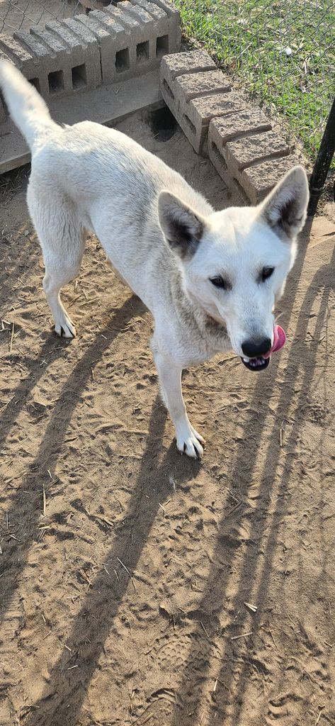 Photo of Broken Trail's Spirit of Shiloh