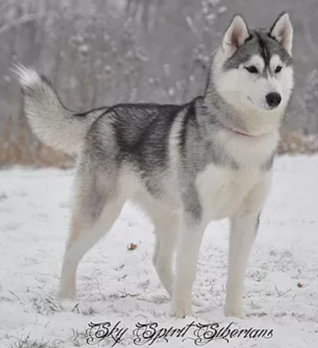 Photo of Sky Spirit Siberians Spark Of Shasta