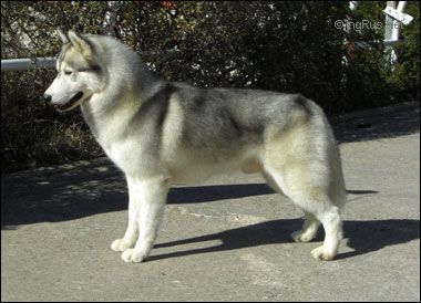 Photo of Icewind’s Northwest Warpaint