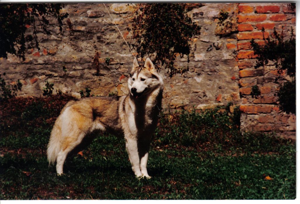 Photo of Airwild’s Nixie