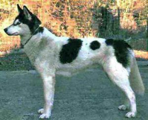 Photo of Forstal Kooshak