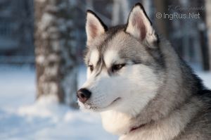 Photo of Snow Galaxy Happy Time