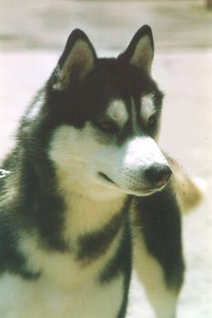 Photo of Artic Blue’s Ice Legend