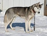 Photo of Jedeye Chime of Manitou