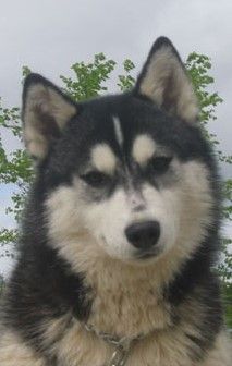 Photo of Kortar’s Klassicaldancer