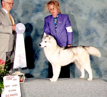 Photo of Kortar’s Kustom Karma