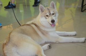 Photo of Ledy White Crystal Of Victory
