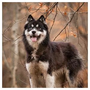 Photo of Magic Wolf Rheia