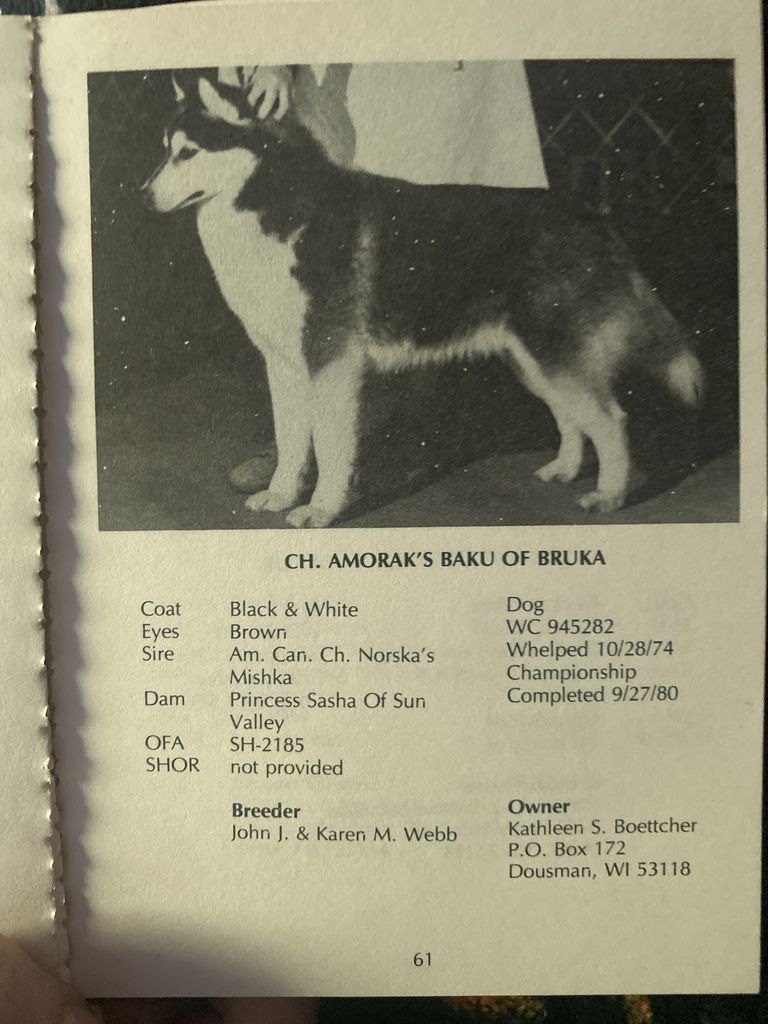 Photo of Amorak’s Baku of Bruka