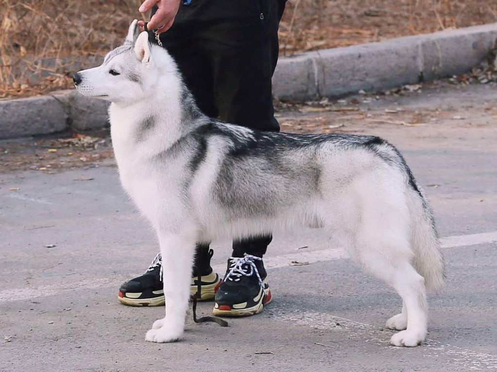 Photo of Articpride Marjestic Wolf