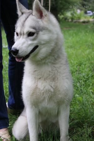Photo of Sandra S Goluboy Zvezdy