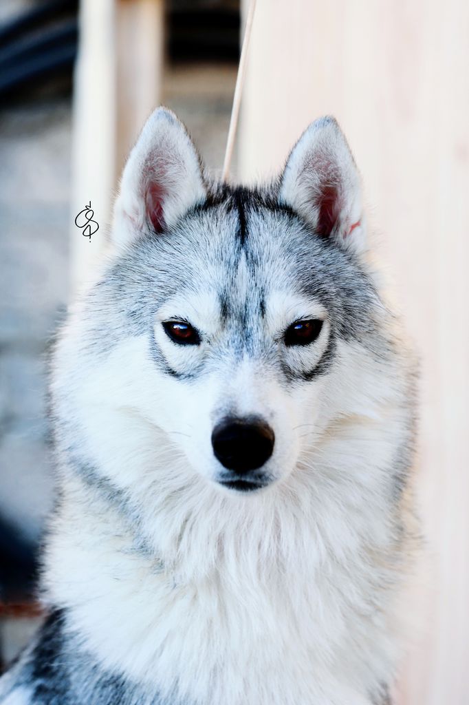 Photo of Silent Hill Denali