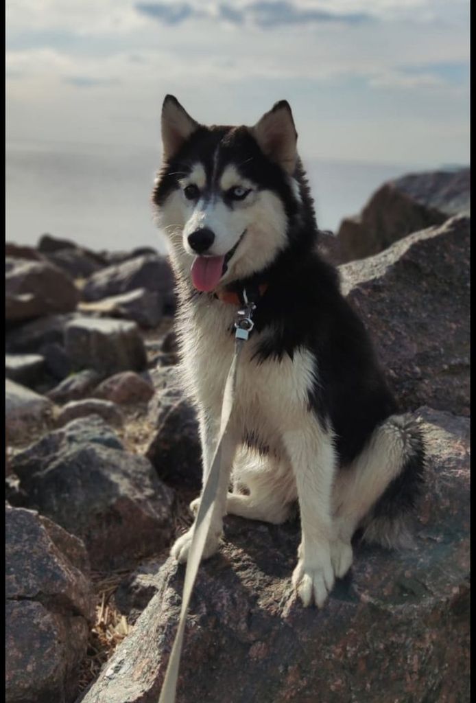 Photo of MAYA