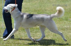 Photo of Snoqualmie Luna Breeze
