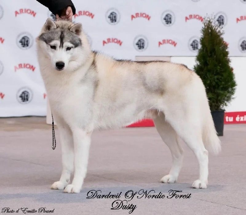 Photo of Dardevil Of Nordic Forest