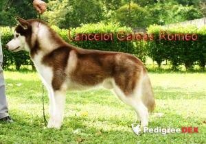 Photo of Lancelot Galeas Romeo