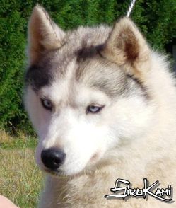 Photo of Lovely Girl des Reves de Neige