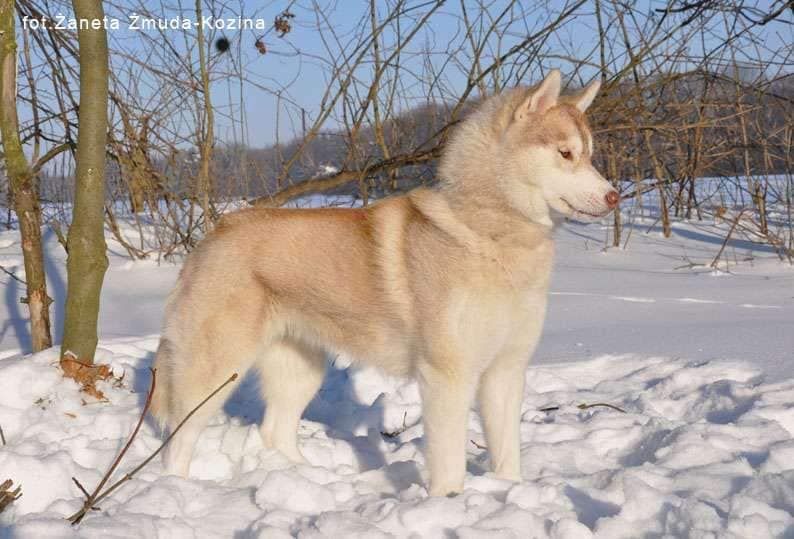 Photo of Nolcha Fortunatus Poland