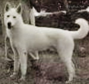 Photo of Chukchi Bear Of Sepp-Alta