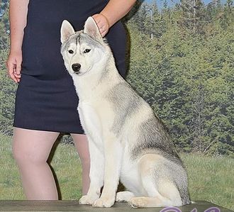 Photo of Kalara Fusion She's Like the Wind