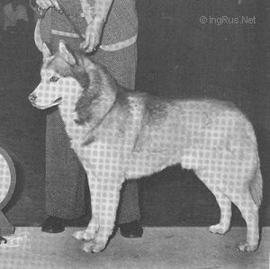 Photo of Marlytuk’s Red Sun Of Kiska