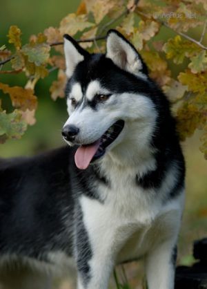 Photo of Husky Haven Fatal Attraction