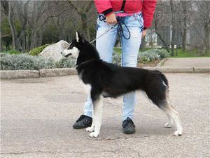 Photo of Laitkiper’s Gyalite
