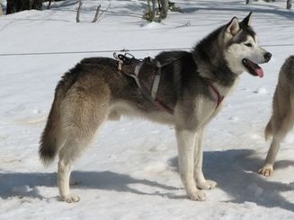 Photo of Sibersong’s Arctic Quest of Shaytaan