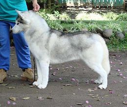 Photo of Ziemabora’s Klondike Nugget