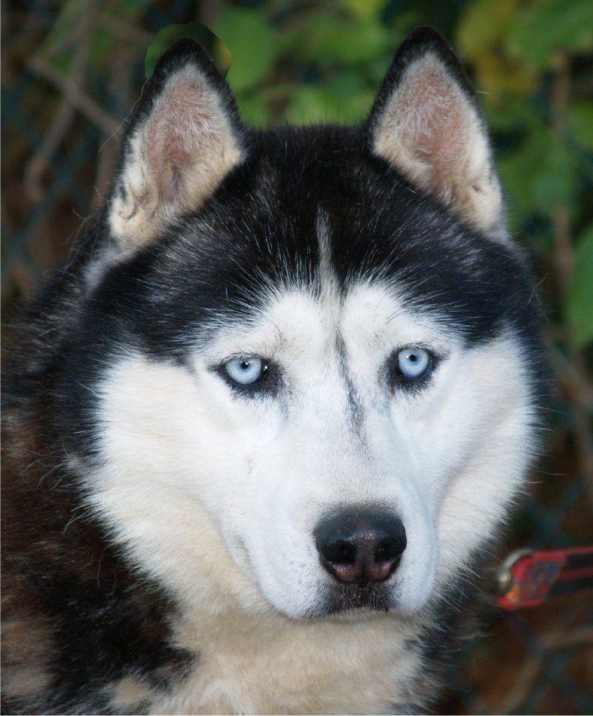 Photo of Tzar Sirius