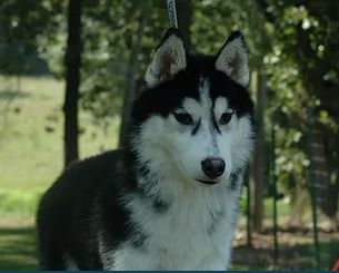 Photo of Apache Run’s Daywalker at FullMoon