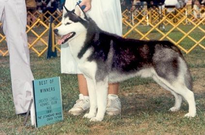 Photo of Yalaska’s Nando